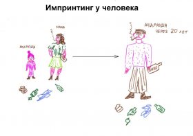 Импринтинг - в психологии Импринтинг - в психологии